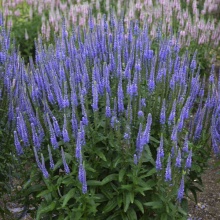 Корневище НВМ Вероника Блю (I) 1шт 