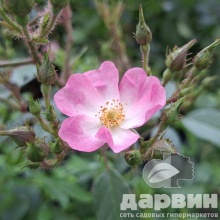 Роза гибрид мускусный Балерина C7 YP 