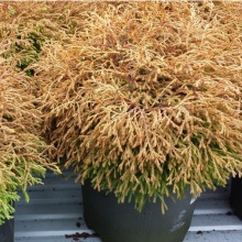 Растение туя западная Голден Таффет Р26, 30-40см по цене  Растение туя западная Голден Таффет Р26, 30-40см