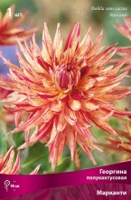 Клубень Георгина Марканти, 1шт/уп 