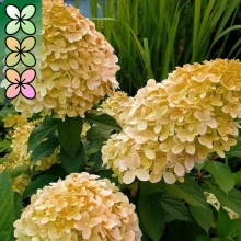 Гортензия метельчатая Коттон Крим C 7,5 20-30 YP 