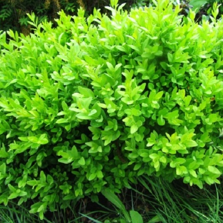 Самшит вечнозеленый Суфрутикоса v5 20-30 Bor 