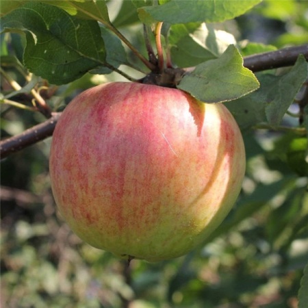 Яблоня колонновидная в сортах v 5-10 (элит) 