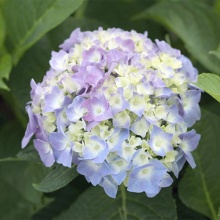 Гортензия крупнолистная Кабаре Блю v5 Tim 