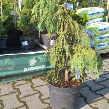 Кипарисовик нутканский Пендула v5 50-60 