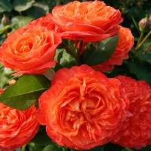 Роза шраб Эмильен Гийо в коробке Биосфера 