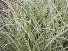 Я_Мискантус Вариегатус d10 Lav 