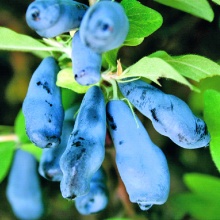 Жимолость плодовая Лебедушка v5 Tim по цене  Жимолость плодовая Лебедушка v5 Tim