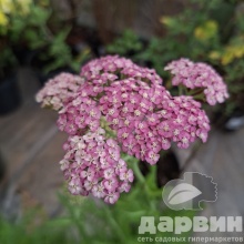 Тысячелистник v1,5 Push 