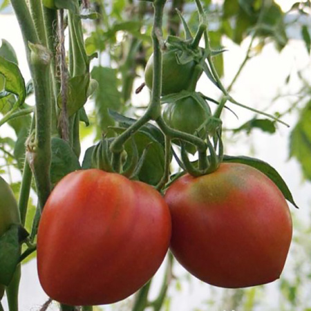 Семена томат Клубничное Дерево, Сиб. Сад 