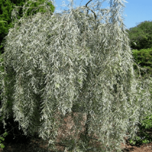 Ива Ледебура ф.пирамидальная  С3 Tum 