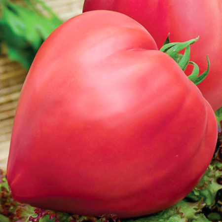 Семена томат Бычье сердце, Поиск 