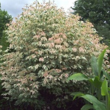 Клен ясенелистный Фламинго P19 h40-50 Tw5 