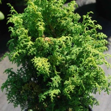 Кипарисовик тупой Ханна 25-30 Mt 