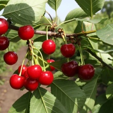 Вишня Десертная Морозовой v7 100-120 Tim 