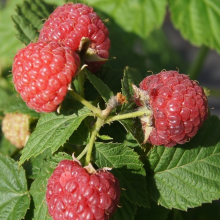 Я_Малина ремонтантная Пингвин, красная Р9 Tim-FT 