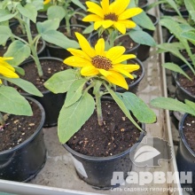 Подсолнечник d12 Tim 