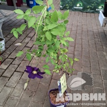 Клематис Неонка C2 