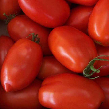 Семена томат Ракета, НК 