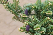 Растение пихта корейская Блю Имперор С7,5 BL 