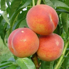 Персик Воронежский кустовой 80-200 v5 Tim по цене  Персик Воронежский кустовой 80-200 v5 Tim