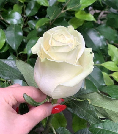 Роза чайно-гибридная Мондиаль v5 Lav 
