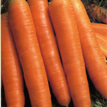 Семена Tim/морковь Королева осени поздняя 4г Двойная фасовка 