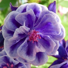 Корневище НВМ Водосбор Дабл Перпл (I) 1шт 