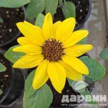 Подсолнечник d12 Tim 