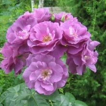 Роза шраб Рапсоди ин блу с5, Tim 