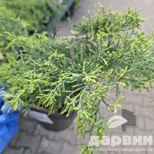 Можжевельник средний Олд голд v2 Lav 