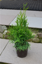 Растение туя западная Смарагд Р9 по цене  Растение туя западная Смарагд Р9