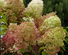 Гортензия метельчатая Жемчужина Фестиваля v5 Lav 