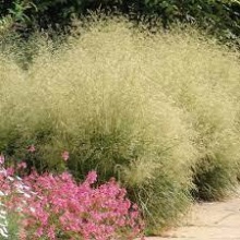 Щучка Тардифолиа d10 Lav 