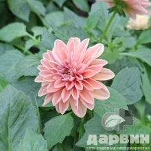 Георгин черенкованный d12 Tim 