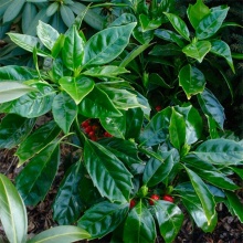 Аукуба японская Розанни v2 Lav 