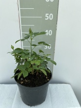 Роза мускусная Динки v5 Lav 