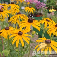 Рудбекия v3 Push 