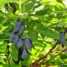 Жимолость плодовая Лебедушка v5 Tim по цене  Жимолость плодовая Лебедушка v5 Tim