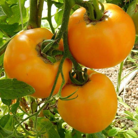 Семена томат Янтарный 530,  Гавриш 