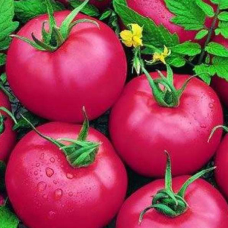 Семена томат Пинк Авторские 0,1г Гавриш 