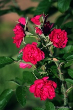 Роза парковая Ф. Дж. Гротендорст с5, Tim 