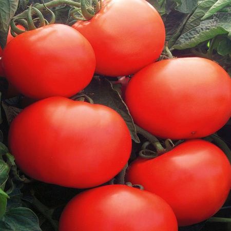 Семена томат Дебют F1, Престиж 