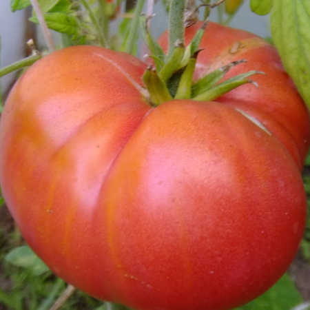Семена томат Бугай Красный, Сиб. сад 
