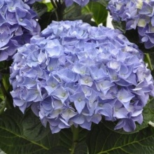 Гортензия крупнолистная Анда Блю v3 Tim 