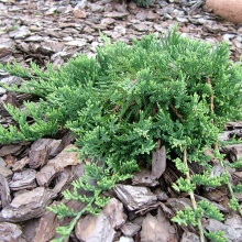 Можжевельник горизонтальный Вилтони v3-5 Tim по цене  Можжевельник горизонтальный Вилтони v3-5 Tim