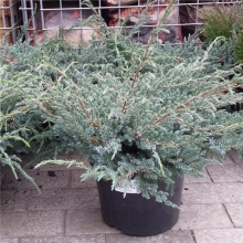 Можжевельник чешуйчатый Блю Карпет Р26, 40-50см по цене  Можжевельник чешуйчатый Блю Карпет Р26, 40-50см