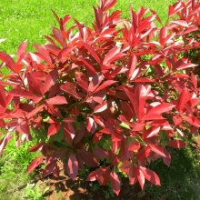 Фотиния фрайзера Литл Ред Робин v2 Lav 