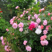 Роза корнесобственная шраб Мари Викторин v5 Tim 