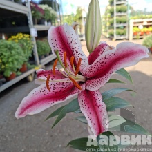 Лилия махровая в ассортименте С2 ЦО 